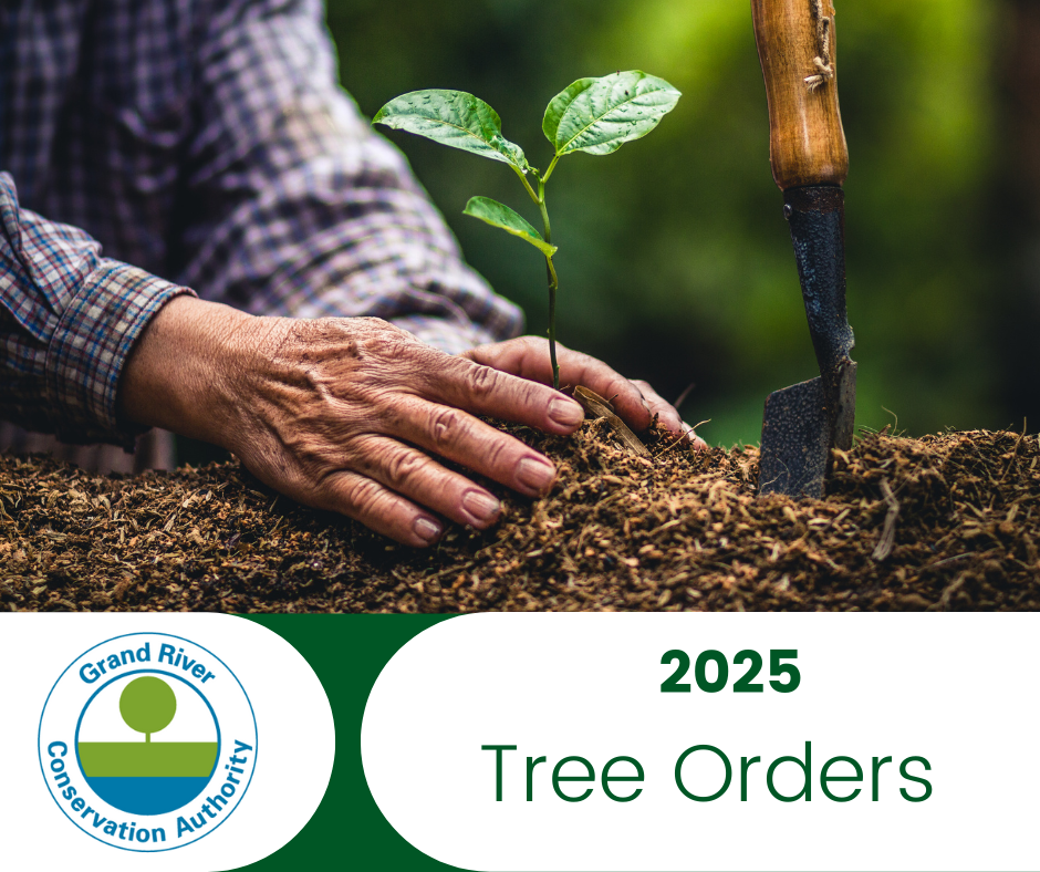 2025 Tree Program