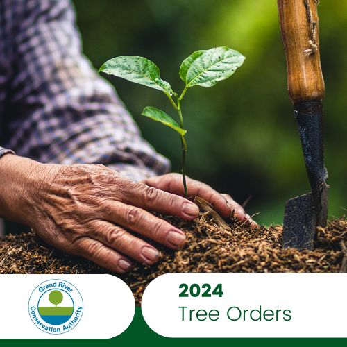 2024 Tree Program